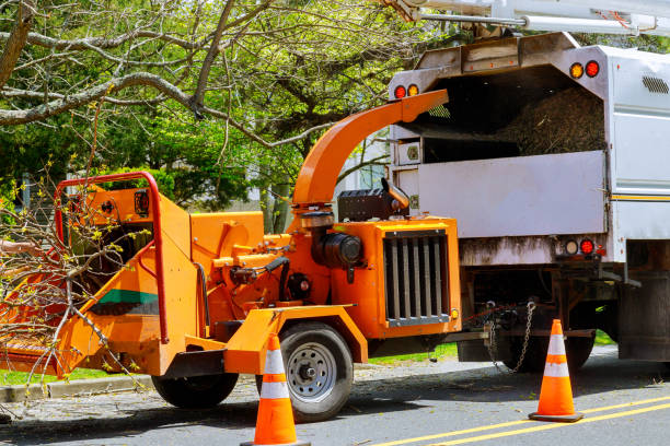 Best Tree Removal  in Seville, OH